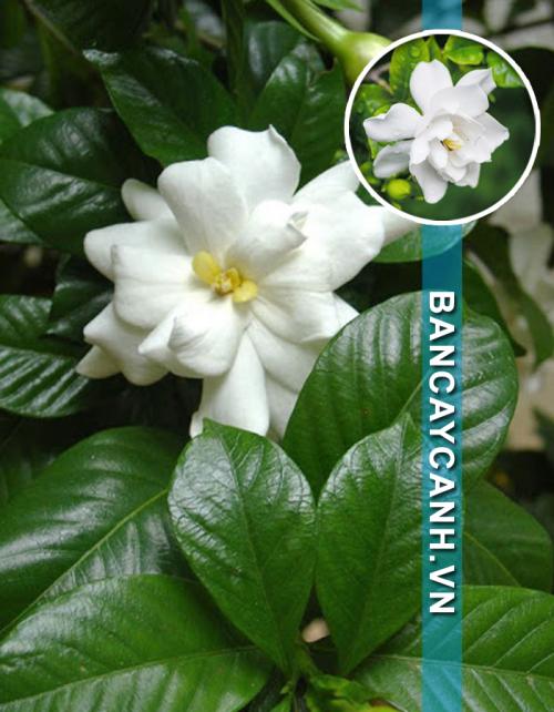 CÂY DÀNH DÀNH - GARDENIA JASMINOIDES ELLIS